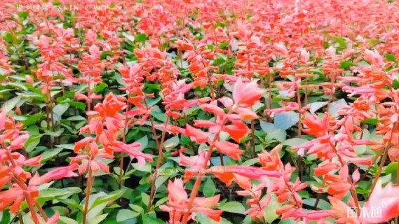 高度30厘米一串红