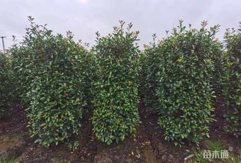 高度180厘米红叶石楠柱