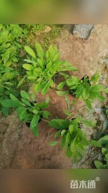 高度10厘米鼠尾草