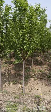 高度250厘米李子树