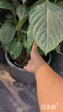 高度20厘米无尽夏绣球