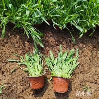 高度20厘米准噶尔矢车菊