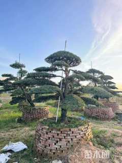 容器苗造型罗汉松