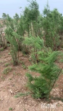 高度300厘米柽柳