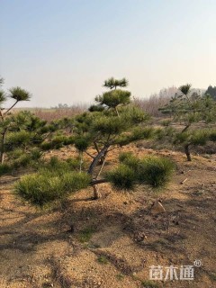 10公分造型黑松