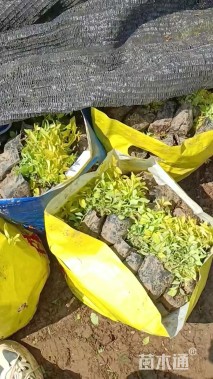 高度20厘米金山绣线菊