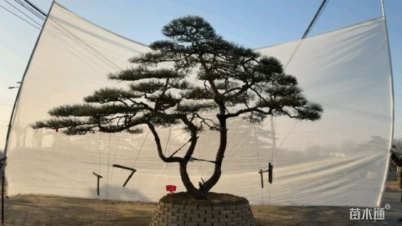 高度200厘米庭院松