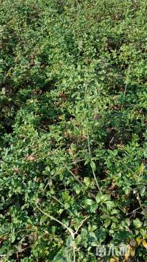 高度60厘米迎春花