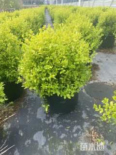 高度30厘米亮金女贞