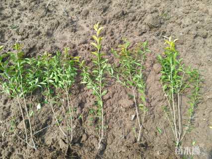 高度45厘米金叶女贞小苗