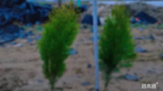 高度40厘米洒金柏