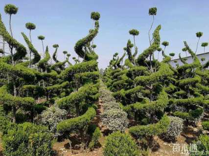 高度200厘米龙柏