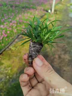 高度6厘米欧石竹