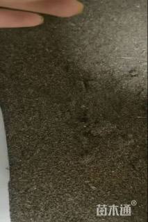 地被菊种子地被菊种子