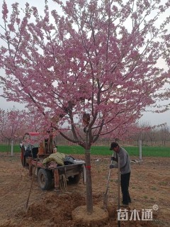 18公分高杆阳光樱