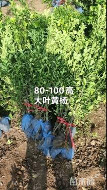 高度50厘米卫矛