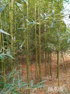 5公分竹子