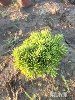 高度10厘米金叶佛甲草