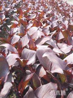 35厘米紫叶美人蕉