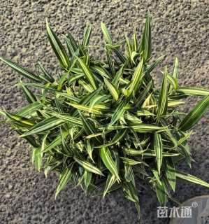 容器苗菲白竹