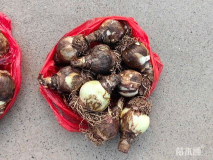 高度10厘米朱顶红