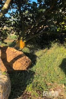 高度400厘米丛生胡柚