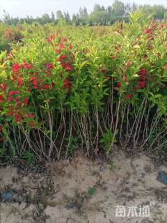 高度60厘米红王子锦带