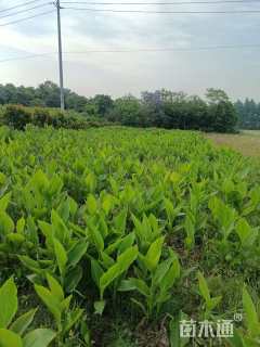 高度40厘米美人蕉