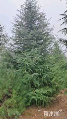 高度500厘米雪松