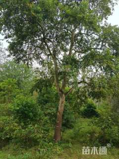 18公分红果冬青