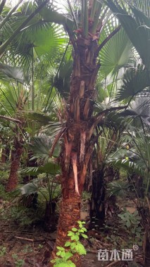 裸干高290厘米蒲葵