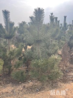 高度150厘米黑松