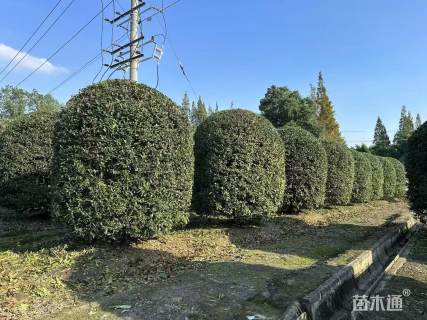 冠幅250厘米桂花球