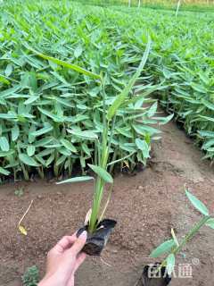 高度50厘米再力花