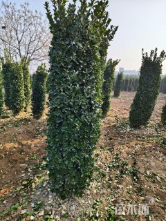 高度180厘米大叶黄杨柱