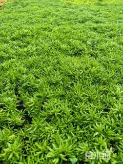 高度10厘米佛甲草