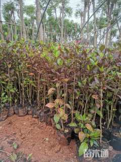 高度35厘米扶桑