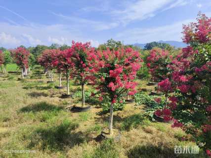 高度500厘米红花紫薇