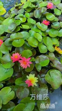 高度15厘米睡莲
