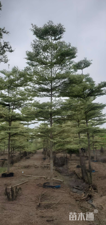 10公分锦叶榄仁