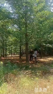 33公分银杏