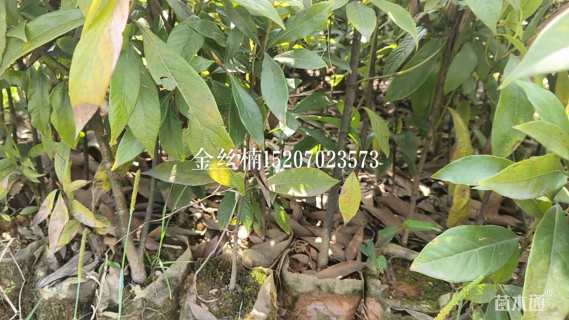 高度70厘米金丝楠木小苗