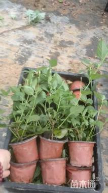 冠幅30厘米五色梅