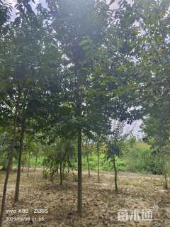 10公分二乔玉兰