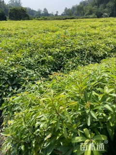 高度40厘米木荷小苗