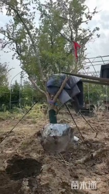 高度300厘米石榴