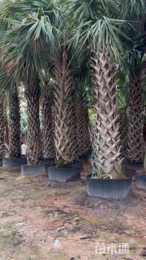 裸干高300厘米棕榈