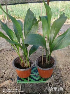 高度40厘米一叶兰