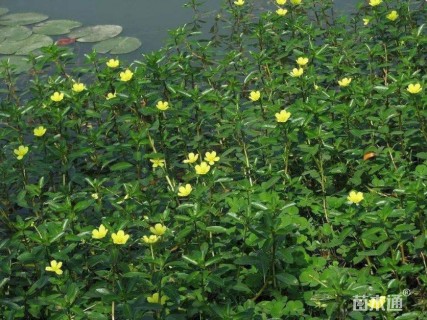 高度20厘米黄菖蒲