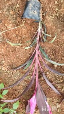 高度50厘米红叶朱蕉